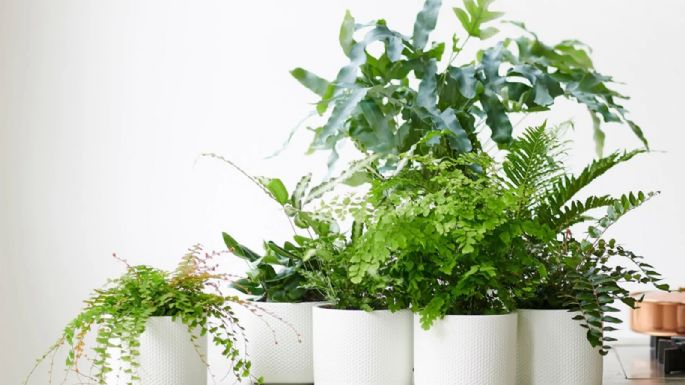 Las cinco plantas que puedes tener en casa para combatir la humedad