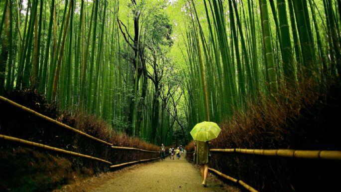 Bambú de la suerte, la consentida entre todas las plantas del Feng Shui, te contamos por qué