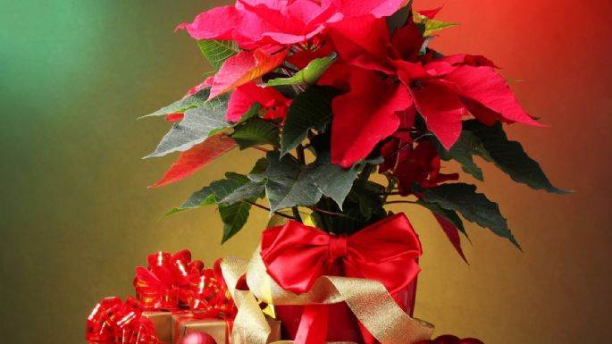Las 4 plantas que debes tener en casa para celebrar Navidad con prosperidad, según el Feng Shui