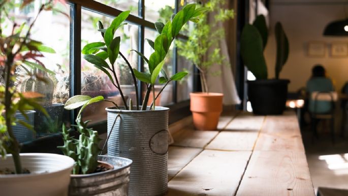 Las 6 plantas que son ideales para eliminar los malos olores de casa