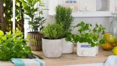 Feng Shui: las cinco plantas que debes tener en tu cocina para mantener la energía limpia