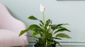 Lirio de la paz, una de las plantas más bonitas para atraer la tranquilidad al hogar