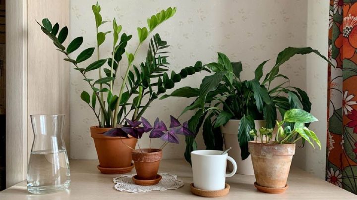 Valiosos trucos para que no se mueran las plantas dentro de casa