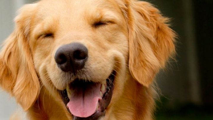 Envejecimiento canino: según los expertos, cuándo un perro se considera viejo