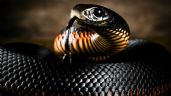 Misterios oníricos: el enigmático mensaje de las serpientes en nuestros sueños