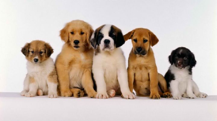 Descubriendo la longevidad canina: factores que influyen en la esperanza de vida de los perros