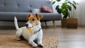 Mascotas: Cómo hacer para que tu perro no corra peligro cuando lo dejas solo en el hogar