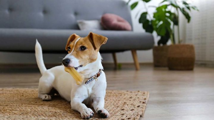 Mascotas: Cómo hacer para que tu perro no corra peligro cuando lo dejas solo en el hogar
