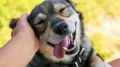 El lenguaje de la felicidad canina: qué palabras o frases usar con tu mascota