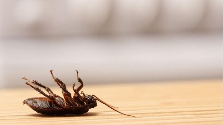 El remedio casero más efectivo para eliminar las cucarachas en tu hogar