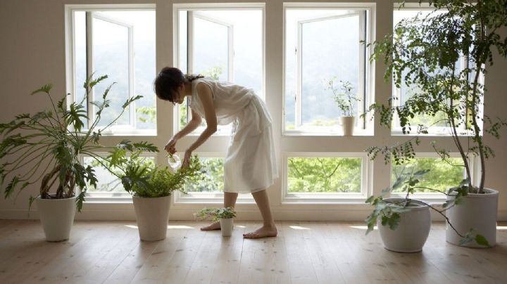 Peligros en el hogar: plantas tóxicas que deberíamos evitar