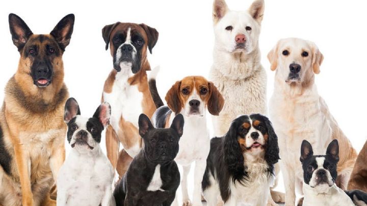 Mascotas, cuál es la raza de perros más inteligente según la ciencia
