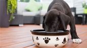 Recetas sencillas y nutritivas para alimentar a tu mascota de la mejor manera