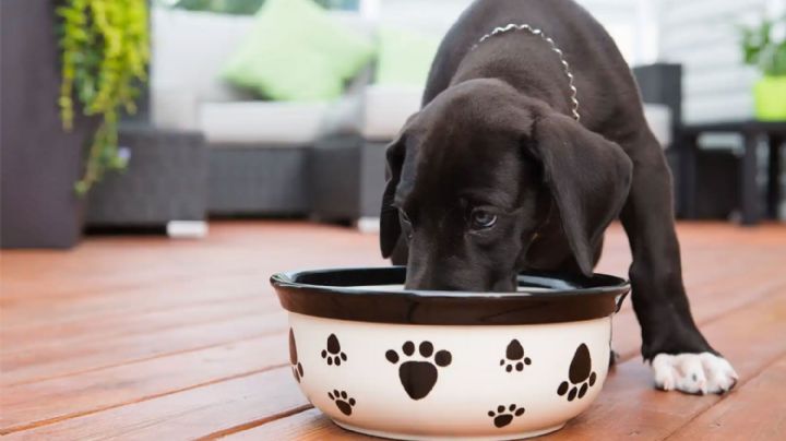 Recetas sencillas y nutritivas para alimentar a tu mascota de la mejor manera