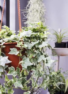 Plantas trepadoras: tres opciones populares para lucir en tu hogar