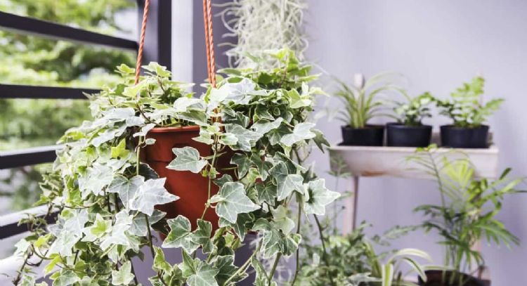 Plantas trepadoras: tres opciones populares para lucir en tu hogar