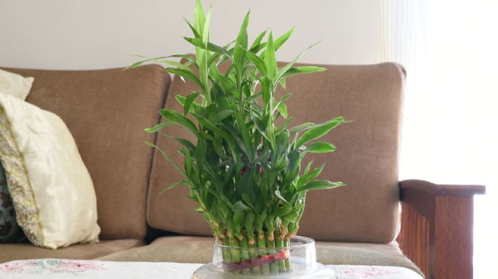 Todo lo que tienes que saber sobre el bambú de la suerte, una planta ideal para tener en casa