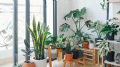 4 plantas de interior para decorar tu hogar como un experto