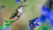 Estas son las plantas elegidas por los colibríes, tenerlas en en jardín te asegurará su placentera visita