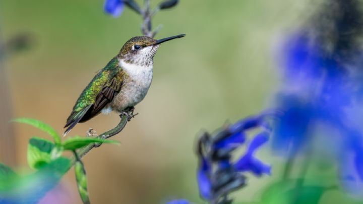 Estas son las plantas elegidas por los colibríes, tenerlas en en jardín te asegurará su placentera visita