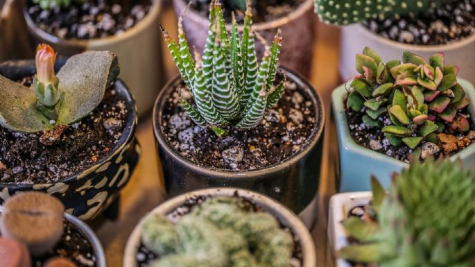 Con estas plantas naturales puedes decorar los sitios de tu hogar donde no tienes luz solar