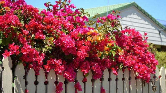 Jardinería: las plantas trepadoras más hermosas para decorar los muros de tu hogar