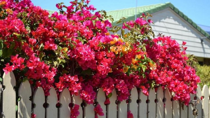 Jardinería: las plantas trepadoras más hermosas para decorar los muros de tu hogar