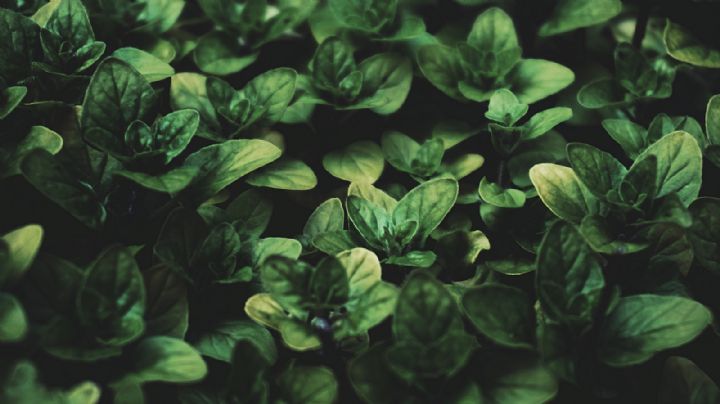 Jardinería, el secreto para reproducir tu planta de albahaca
