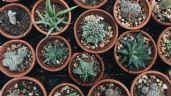 Jardinería: las plantas suculentas que debes tener en tu hogar para atraer la buena suerte