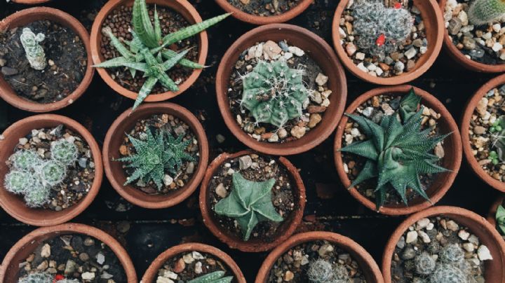 Jardinería: las plantas suculentas que debes tener en tu hogar para atraer la buena suerte