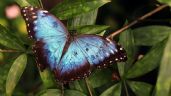 Plantas que debes tener para atraer diversidad de mariposas a tu jardín
