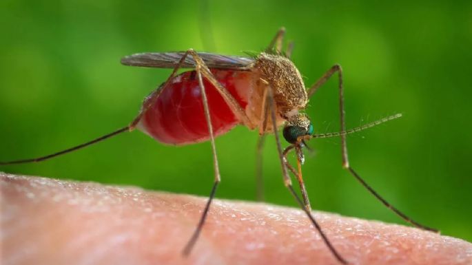 Los 6 remedios caseros más efectivos para mantener a los mosquitos lo más lejos posible