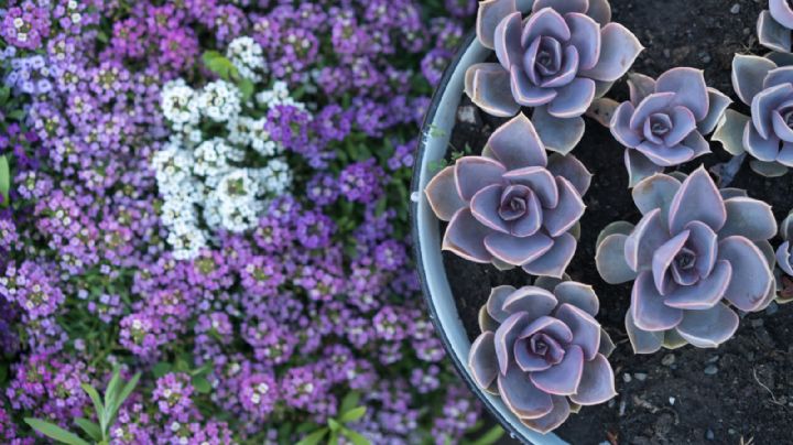 Jardinería: por qué tus plantas suculentas toman colores violáceos