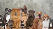 Cuáles son las razas de perros ideales para cada signo del zodíaco