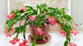 Remedios caseros para ayudar a florecer tus plantas suculentas