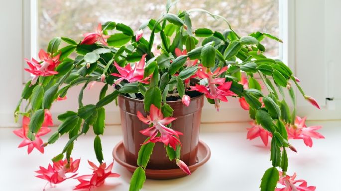 Remedios caseros para ayudar a florecer tus plantas suculentas