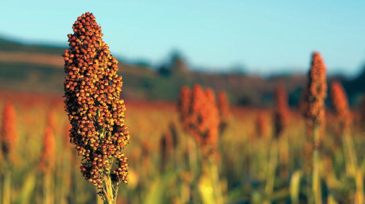 La planta inquebrantable: Descubre los secretos de longevidad del sorgo