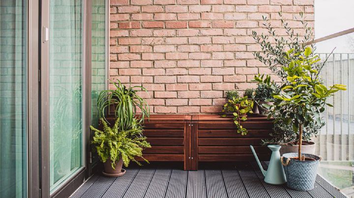Eleva la estética y el bienestar en tu hogar o balcón en Barcelona con estas hermosas plantas increíbles