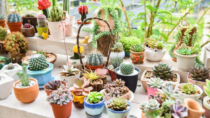  Añade frescura y sostenibilidad a tu departamento en Valencia con estas plantas de cactus