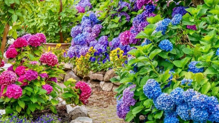 Embellece tu jardín este marzo con las plantas más coloridas de Valencia