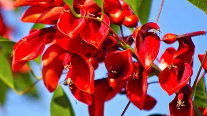 La flor del ceibo, la planta que destacará en tu jardín por su belleza y por su llamativa leyenda