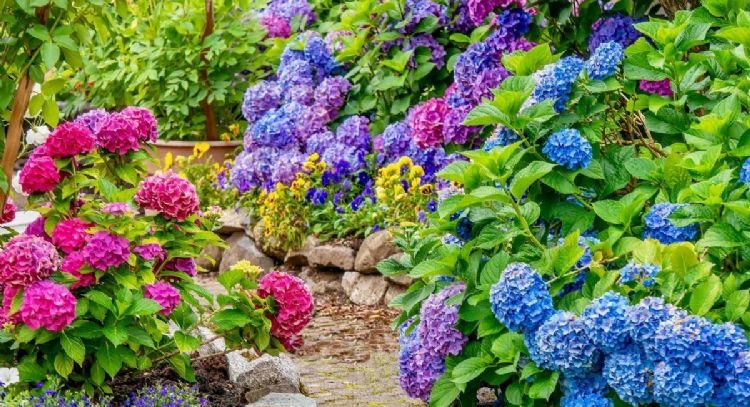 Embellece tu jardín este marzo con las plantas más coloridas de Valencia