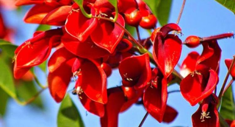 La flor del ceibo, la planta que destacará en tu jardín por su belleza y por su llamativa leyenda