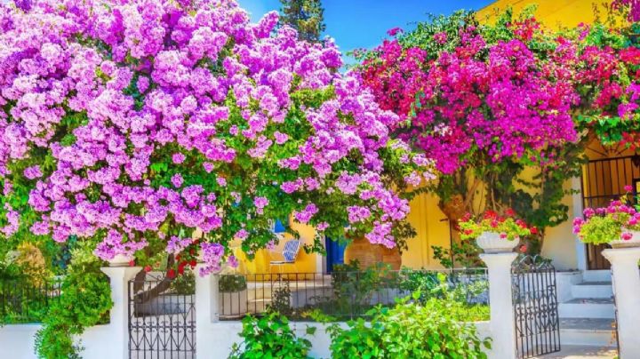 Descubre las plantas más icónicas de Sevilla y como cuidarlas para embellecer tu jardín