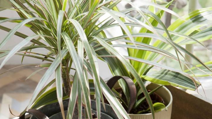El latido verde en la quietud: La planta alta de interior que ayuda a la concentración